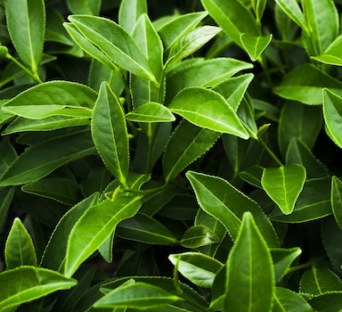 Polysulphate<sup>®</sup> Tea Trial in Vietnam