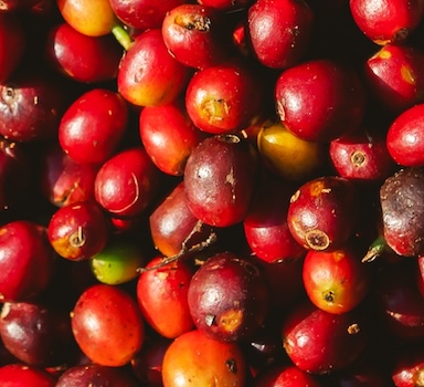 Polysulphate<sup>®</sup> Coffee Trial in Vietnam