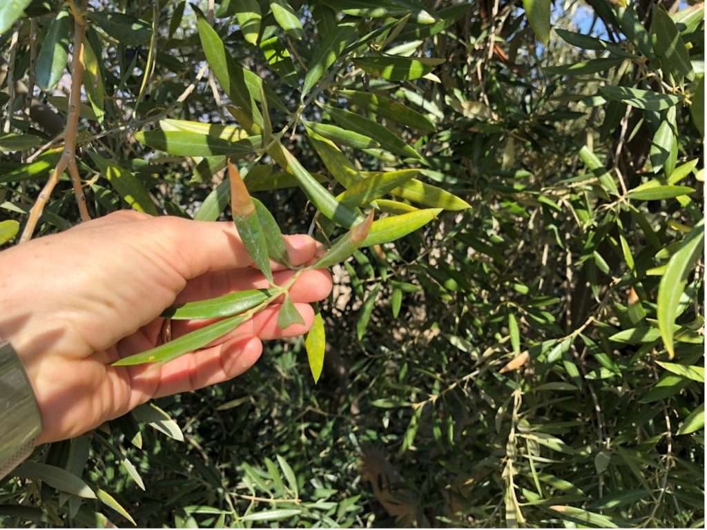 A human hand holds a small branch of an olive tree, examining its leaves. The olive leaves on the branch and in the background show signs of yellowing and some browning at the tips, indicating potential stress or nutrient deficiency in the plant. The overall setting appears to be an olive grove under natural light.