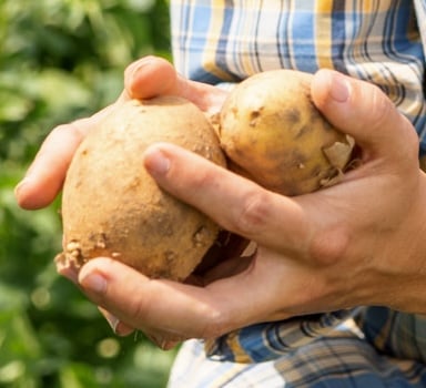 Agrocote<sup>®</sup> Max Increases Potato Yield