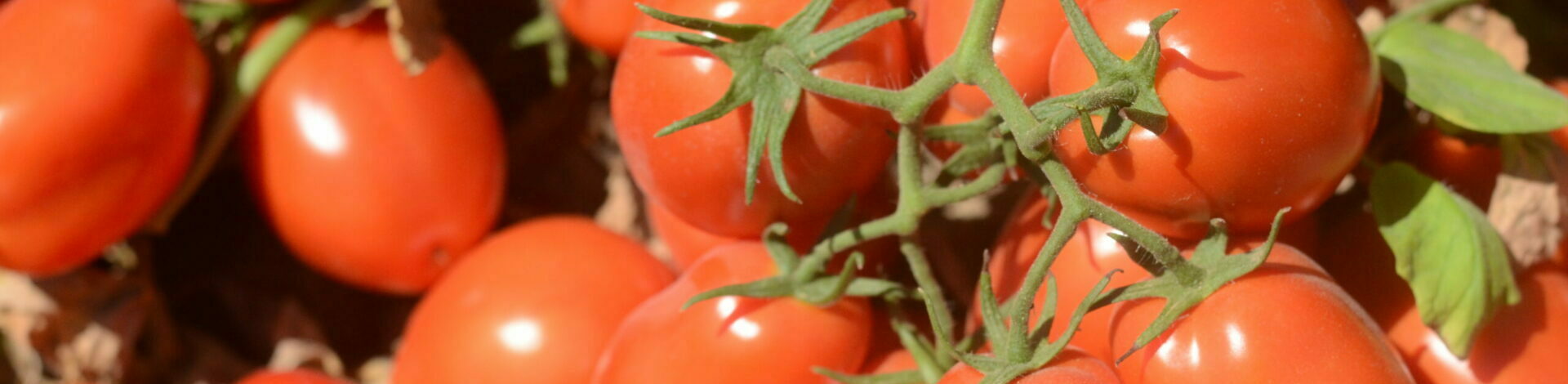Tomato