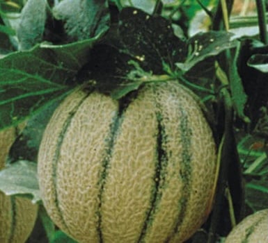 Agromaster<sup>®</sup> Trial in Melon