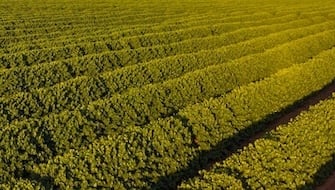 Redressing Coffee Plantation Fertilizer Strategy Imbalance