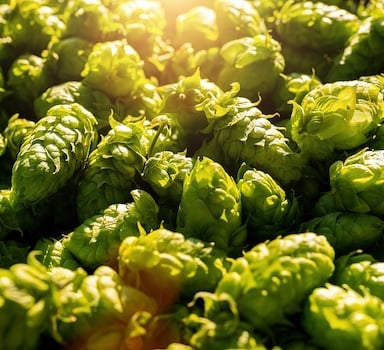 Close-up of freshly harvested green hop cones illuminated by warm sunlight, showing their layered texture and natural sheen.