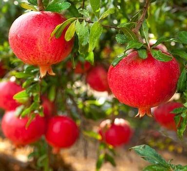 Polysulphate<sup>®</sup> Pomegranate Trial in China