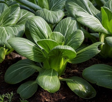 Polysulphate<sup>®</sup> Pak Choi Trial in China