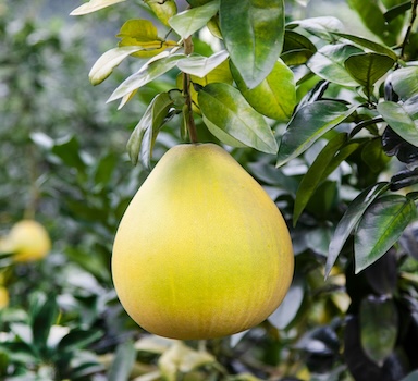 Polysulphate<sup>®</sup> Honey Pomelo Trial in China