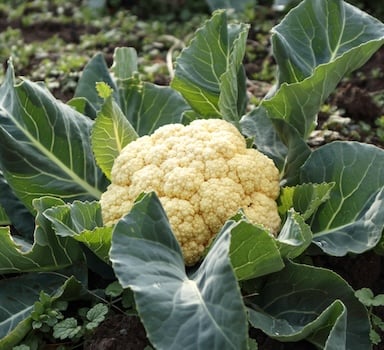 Polysulphate<sup>®</sup> Cauliflower Trial in India