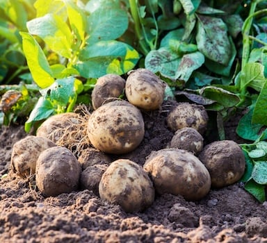 Potato trial in Belgium with Agrocote<sup>®</sup> Max