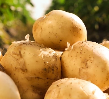 Potato Trial with Agromaster in France