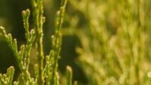 Makro-, mezo- és mikroelemek: a növények táplálásának alapelemei