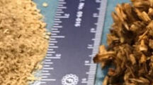 Die Welt der Holzfasern – Teil 1