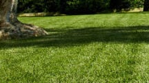 Come irrigare i prati in modo corretto e gestire l’umidità
