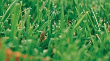 Vorbeugung und Bekämpfung von Moos in Rasenflächen