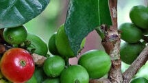 Polysulphate Increases Profit for Coffee Growers