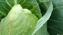 Polysulphate® aporta los nutrientes necesarios para el repollo