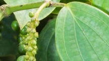 Polysulphate<sup>®</sup> Pushes Up Black Pepper Yield in Vietnam