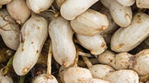 Peanut Research Proves the Power of Polysulphate<sup>®</sup>