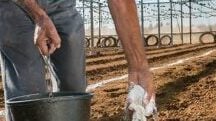 Éxito del fertilizante Polysulphate® en el cultivo de tomates