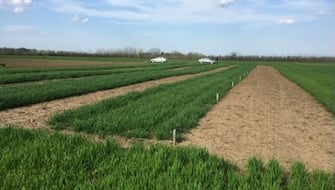 Significant Conclusions from Polysulphate<sup>®</sup> Fertilizer Trials