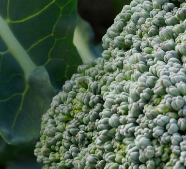 Polysulphate<sup>®</sup> Broccoli Trial in France