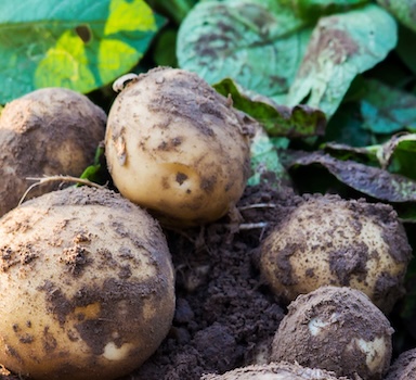 Improving Potato Yield and Starch