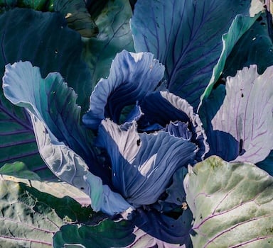 Polysulphate<sup>®</sup> Cabbage Trial in Brazil