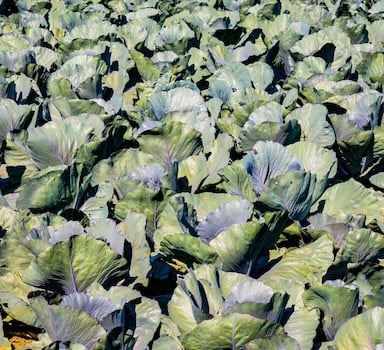 Polysulphate<sup>®</sup> Cabbage Trial in India