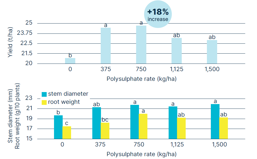 Two bar charts showing the effect of Polysulphate rates on cabbage yield, stem diameter, and root weight.Top chart: Yield increases from about 20 t/ha at 0 kg/ha to around 24 t/ha at 375 kg/ha and 750 kg/ha Polysulphate, showing an 18% increase compared to the control, with yields plateauing at higher rates (1,125 kg/ha and 1,500 kg/ha).
Bottom chart: Stem diameter and root weight both increase with Polysulphate application, reaching their highest values at 750 kg/ha. Different letters indicate statistically significant differences (p ≤ 0.05).