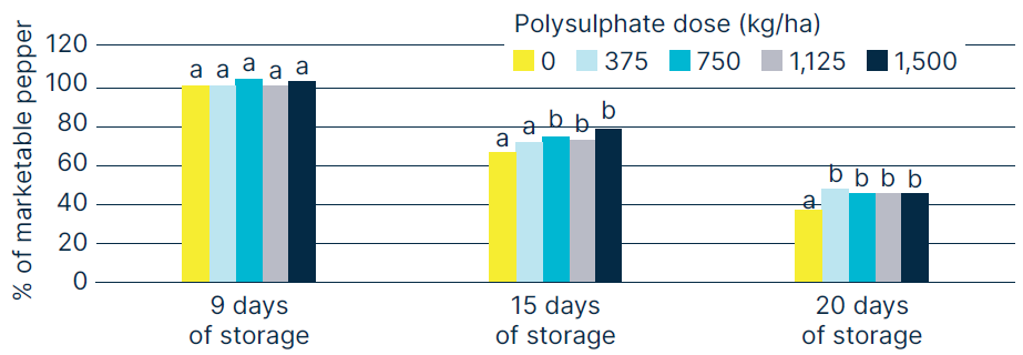 Bar chart showing the percentage of marketable peppers after 9, 15, and 20 days of storage under different Polysulphate doses (0, 375, 750, 1,125, and 1,500 kg/ha). Higher Polysulphate doses maintain a higher percentage of marketable peppers, especially after 15 and 20 days of storage. Error bars and significance letters (a, b) indicate statistical differences among treatments.