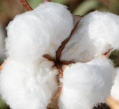 Polysulphate<sup>®</sup> Cotton Trial in India