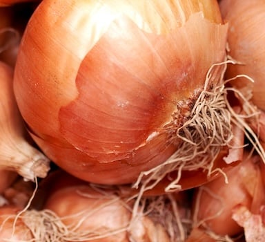 Polysulphate<sup>®</sup> Onion Trial in Turkey