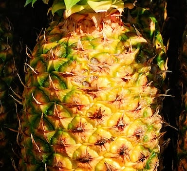 Polysulphate<sup>®</sup> Pineapple Trial in Malaysia