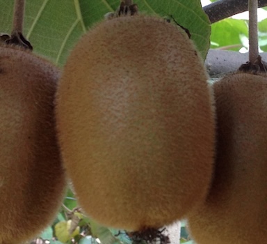 Polysulphate<sup>®</sup> Kiwifruit Trial in China