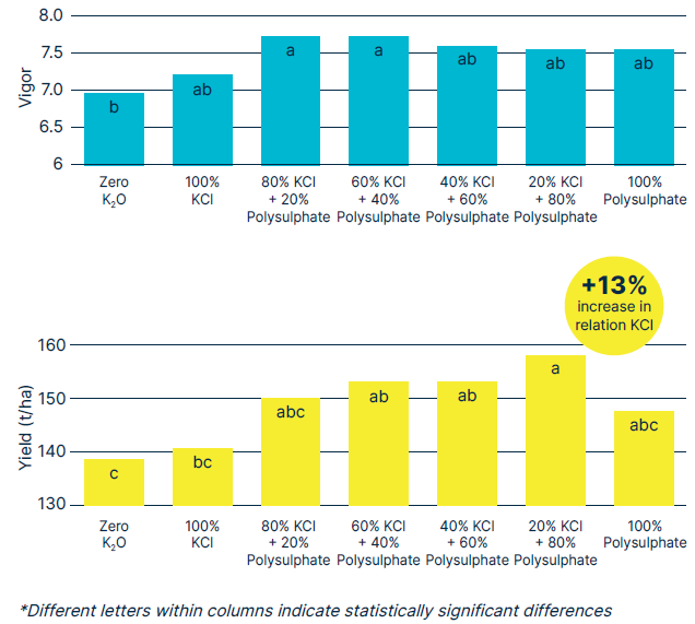 Two bar charts showing the effect of potassium source and Polysulphate substitution on plant vigor and yield.
Top chart: Vigor scores range from 6.8 for Zero K₂O to around 7.6–7.7 for treatments combining KCl with Polysulphate, with highest vigor observed in 80% KCl + 20% Polysulphate.
Bottom chart: Yield (t/ha) increases from about 135 t/ha for Zero K₂O to 155 t/ha for 20% KCl + 80% Polysulphate, representing a 13% increase compared to 100% KCl.
Different letters indicate statistically significant differences (p ≤ 0.05).