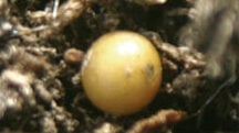 An Introduction to Controlled-Release Fertilizers