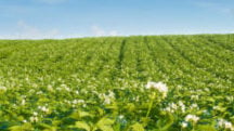 Polysulphate: Perfecto para la producción de NPK