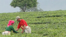 施用葆力素<sup>®</sup>,改善茶叶种植