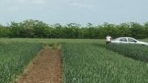 Importantes conclusiones a partir de los ensayos con el fertilizante Polysulphate®