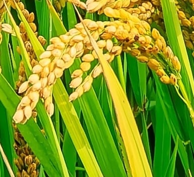 Agromaster<sup>®</sup> Trial in Rice