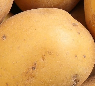 UK Potato Trial with ICL PotashpluS