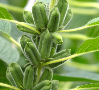Sesame Trial with Polysulphate<sup>®</sup> in India