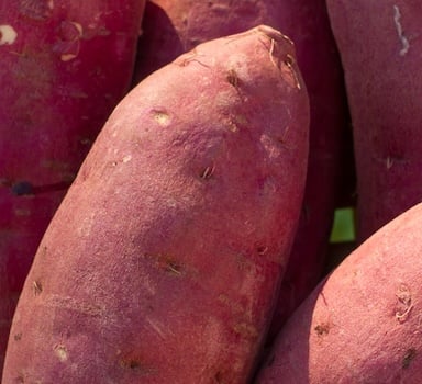 Polysulphate<sup>®</sup> Sweet Potato Trial in USA