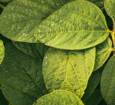 Polysulphate<sup>®</sup> Soybean Trial in Argentina