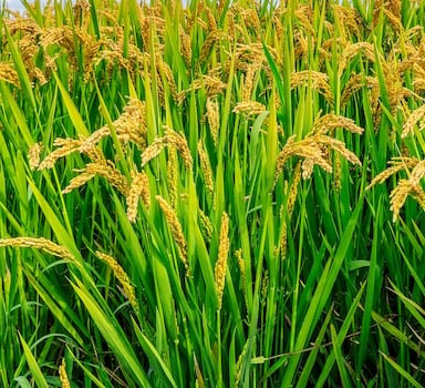 Agromaster<sup>®</sup> Trial with Rice