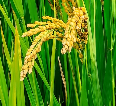 Agrocote<sup>®</sup> Max Increases Rice Yield