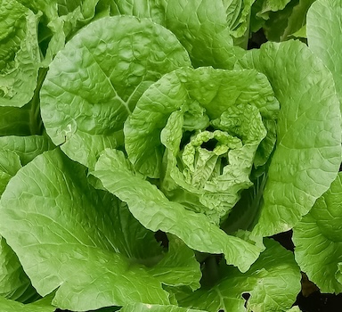 Polysulphate<sup>®</sup> Chinese Cabbage Trial in China