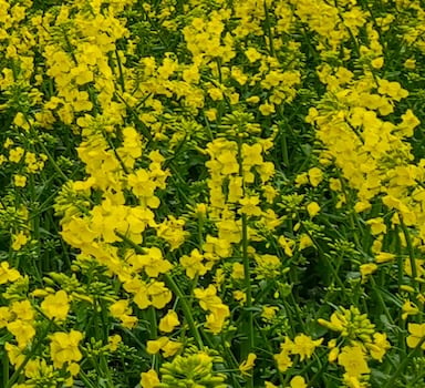 Polysulphate<sup>®</sup> Mustard Trial in India