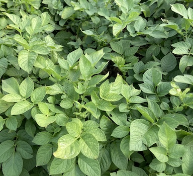 Nutrient Use Efficiency in Potato
