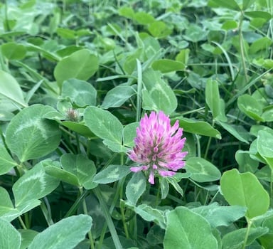 Polysulphate<sup>®</sup> Organic Grass and Clover Trial